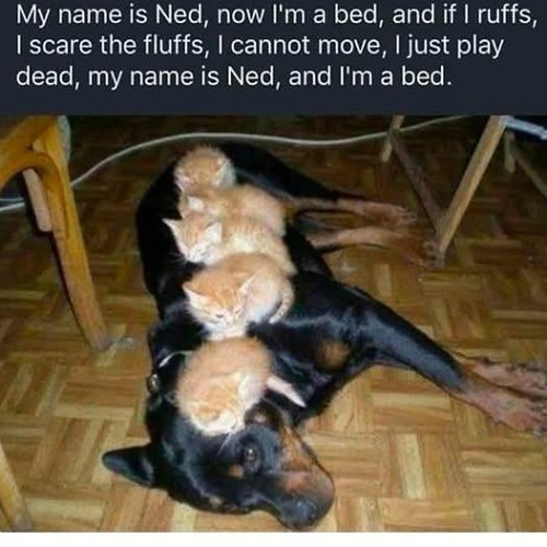dog is a bed.jpg